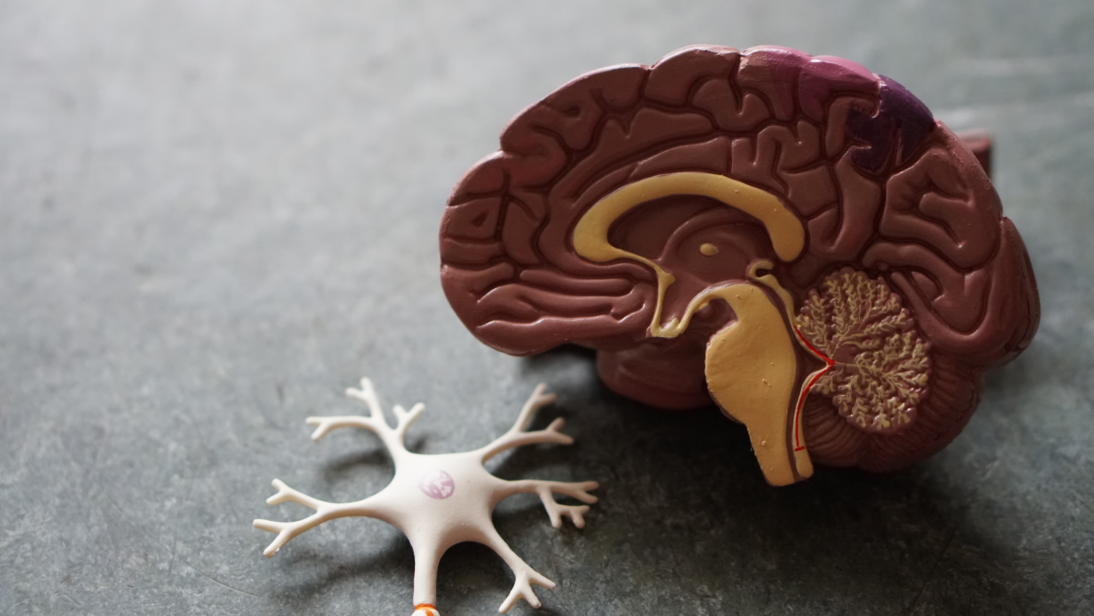 How Mirror Neurons Shape Our Empathy and Social Bonds